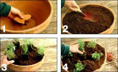 herbs in a pot